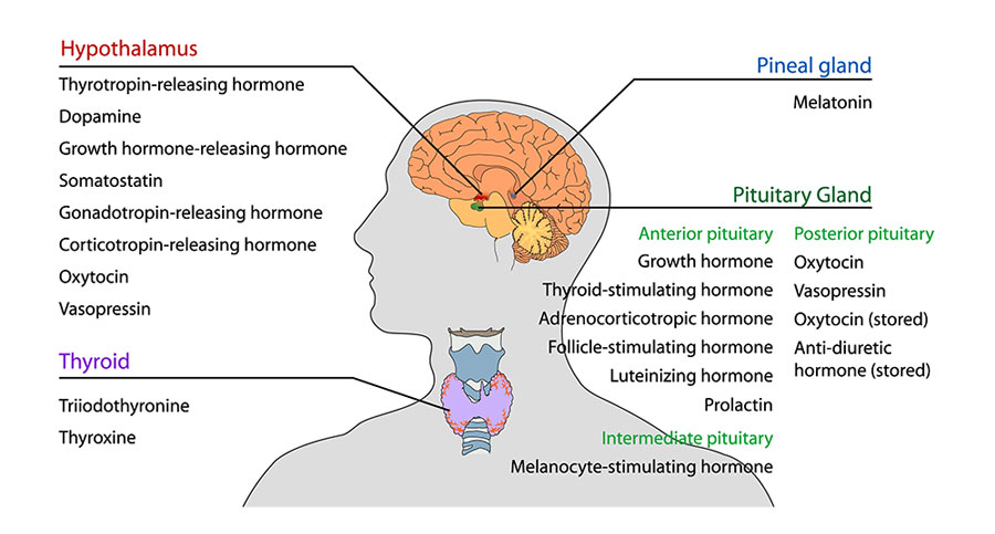 Pituitary Gland And Hypothalamus Hormones